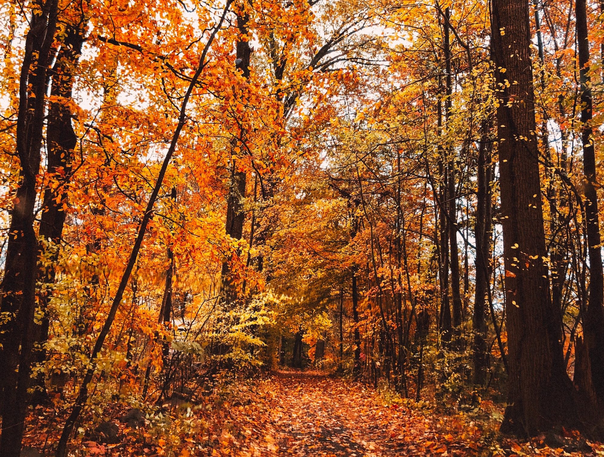 Traverse City Heating and Cooling, HVAC, Furnace Repair // FNG